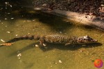 Visita ao Cinturão Verde